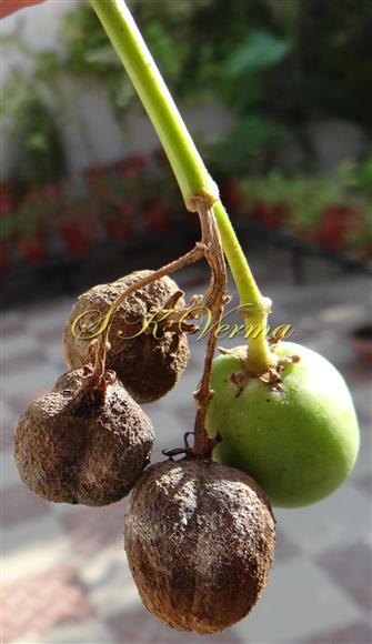  Fruits